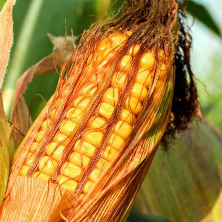 Nanoplant ultra dla uprawy kukurydzy polecany przez eko-rol nawozy